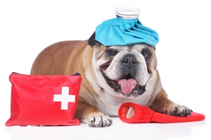 Kocaeli-Gebze Acil Müdahaleler ve Acil Servis