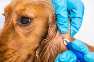 Kocaeli-Gebze Parazit Tedavisi