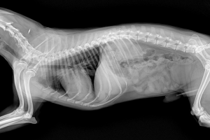 Kocaeli-Gebze Röntgen ve Laboratuvar Testleri